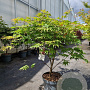 Acer pal. 'Osakazuki' 80-90 cm 10L