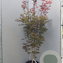 Acer pal. 'Shojo-nomura' 175-200 cm container meerstammig