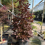 Acer plat. 'Crimson Sentry' 150-175 cm 50L