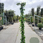Akebia quinata 200-225 cm cont. 95L