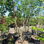 Albizia julibrissin 300-350 cm container meerstammig