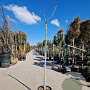 Albizia julibr. 'Summer Chocolate' 200 cm stam container 6-8