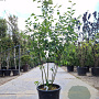 Amelanchier lamarckii 125-150 cm 30L