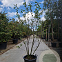 Amelanchier lamarckii 150-175 cm 30L