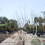 Amelanchier lamarckii 200-225 cm draadkluit