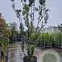 Arbutus unedo 350-400 cm cont. 150L meerstammig
