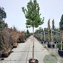 Arbutus unedo 180 cm stam container 10-12 hoge lei