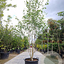 Betula utilis jacquemontii 250-300 cm container struik