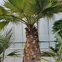 Brahea edulis 130 cm stam container