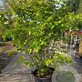 Calycanthus floridus 175-200 cm container meerstammig