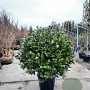 Camellia japonica 120 cm container bol