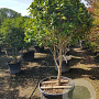 Camellia japonica 175-200 cm container piramide