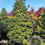Camellia japonica 300-350 cm container