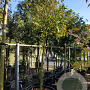 Camellia japonica 180 cm stam container 20-25