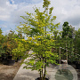 Carpinus betulus 350-400 cm container meerstammig