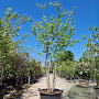 Cercis canadensis 250-300 cm container struik