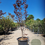 Cercis can. Red Force 175-200 cm container meerstammig