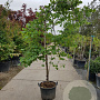 Cercis can. 'Vanilla Twist' 200-250 cm container