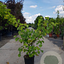Cercis siliquastrum 80-100 cm container