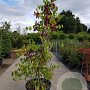 Cercis siliquastrum 150-175 cm container meerstammig