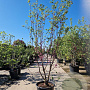Cercis siliquastrum 250-300 cm container struik