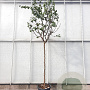 Cercis siliquastrum 180 cm stam container 14-16