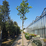 Cercis siliquastrum 200 cm stam container 18-20 leiboom