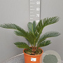 Cycas revoluta GM C6L
