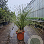 Dasylirion longissimum 100-125 cm 50L