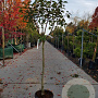 Diospyros kaki 100 cm stam container 8-10