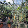 Eucalyptus gunnii Azura 175-200 cm 25L