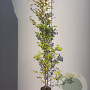 Fagus sylvatica 125-150 cm container meerstammig