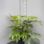 Fatsia japonica 60-80 cm 10L