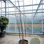 Gleditsia triacanthos inermis 200-250 cm container meerstammig extra
