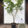 Gleditsia triac. 'Sunburst' 300-350 cm container meerstammig