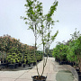 Gleditsia triac. 'Sunburst' 400-450 cm container