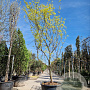 Gleditsia triac. 'Sunburst' 400-450 cm container meerstammig
