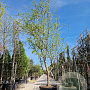 Gleditsia triac. 'Sunburst' 450-500 cm container