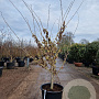 Hamamelis int. 'Pallida' 175-200 cm container meerstammig