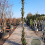 Hedera helix 250-300 cm container meerstammig