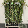 Hedera hibernica 175-200 cm 2,0L