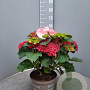 Hydrangea macrophylla GM C5
