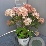 Hydrangea pan. Little Lime 20-25 cm 3,0L