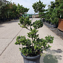 Ilex crenata 80-100 cm container pompon