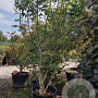 Juglans regia 250-300 cm container struik