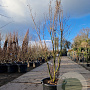 Lagerstroemia indica 150-175 cm container meerstammig