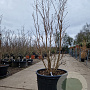Lagerstroemia indica 150-175 cm cont. 130L