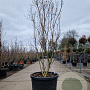 Lagerstroemia indica 175-200 cm cont. 130L
