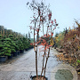 Lagerstroemia indica 250-300 cm container struik