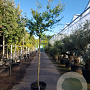 Lagerstroemia indica 200 cm stam container 16-18 leiboom